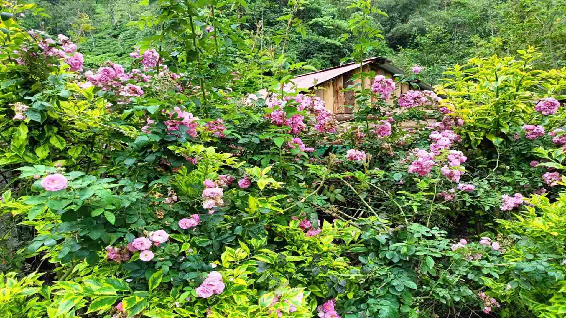 Beautiful flowers in the Tabakoshi Manokamna offbeat homestay, stay here